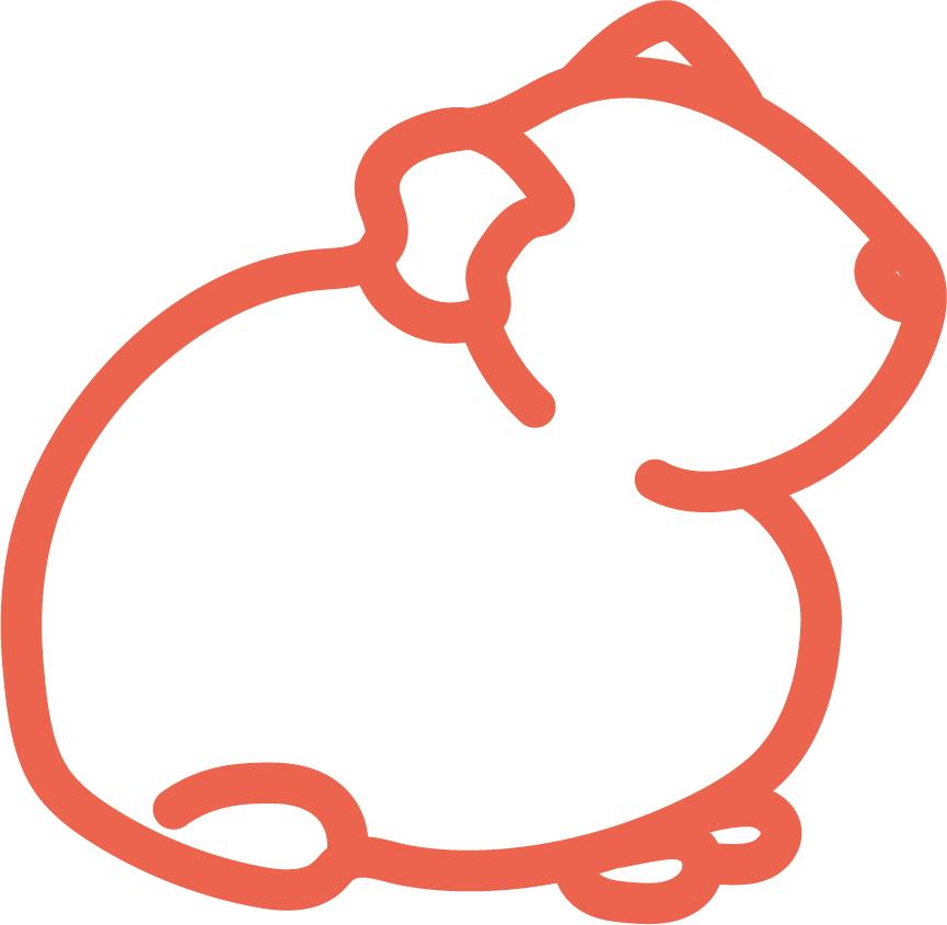 cochon d'inde